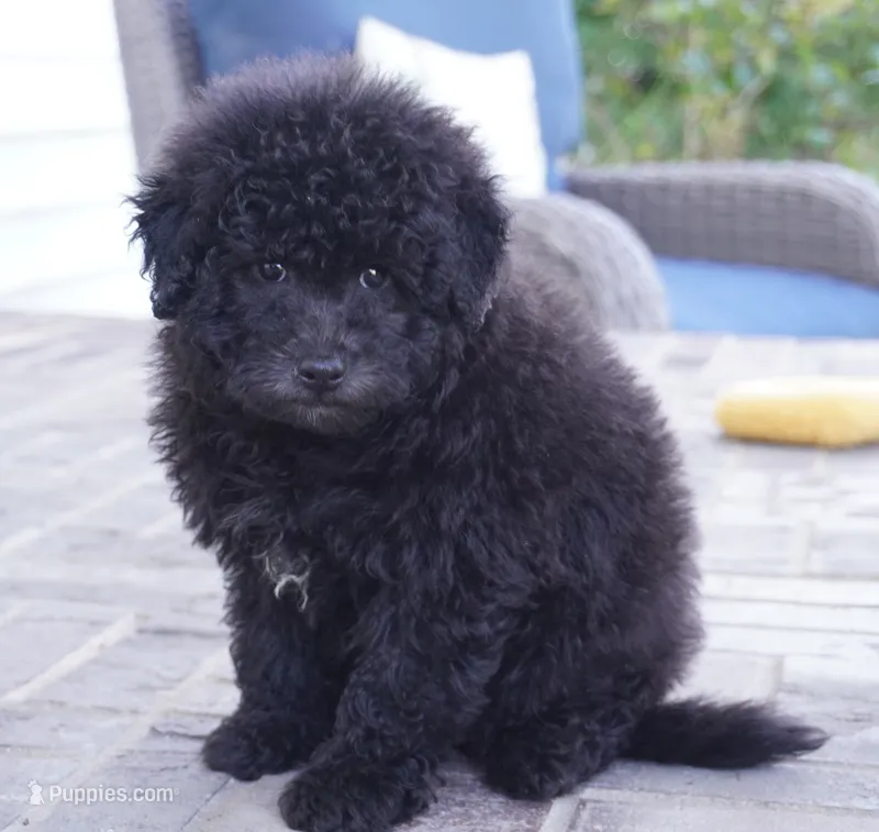 Pal-Mini Sheepadoodle – Sheepadoodle puppy for sale in Moravia, IA