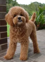 Mason, a male Poodle - Toy  for sale in Moravia, IA – 1 of 9