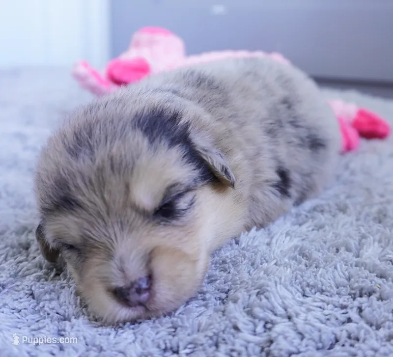 Grace – Pembroke Welsh Corgi, Poodle - Miniature  puppy for sale in Moravia, IA