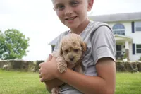 Marccen, a male Poodle - Toy  for sale in Moravia, IA – 5 of 5