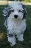 Bridger, a male Miniature Aussiedoodle for sale in Moravia, IA – 2 of 9