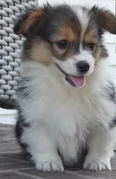 Cymber-Fluffy AKC, a female Pembroke Welsh Corgi for sale in Moravia, IA – 2 of 8