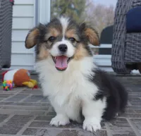 Cymber-Fluffy AKC, a female Pembroke Welsh Corgi for sale in Moravia, IA – 6 of 8