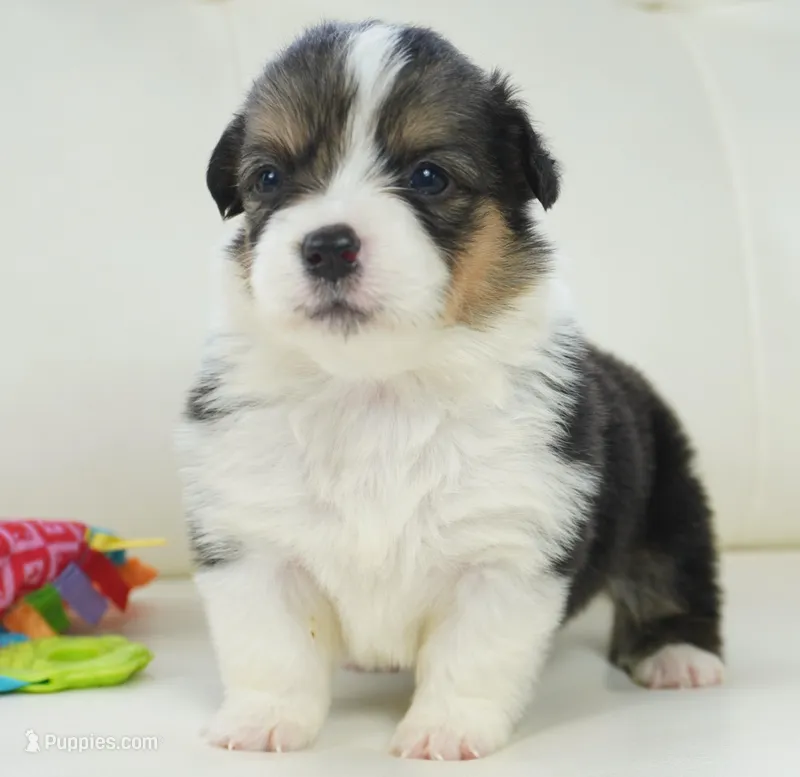 Cymber-Fluffy AKC – Pembroke Welsh Corgi puppy for sale in Moravia, IA