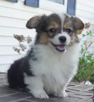 Cymber-Fluffy AKC, a female Pembroke Welsh Corgi for sale in Moravia, IA – 3 of 8