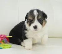 Cymber-Fluffy AKC, a female Pembroke Welsh Corgi for sale in Moravia, IA – Photo 7 of 8