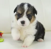 Cymber-Fluffy AKC, a female Pembroke Welsh Corgi for sale in Moravia, IA – Photo 6 of 8