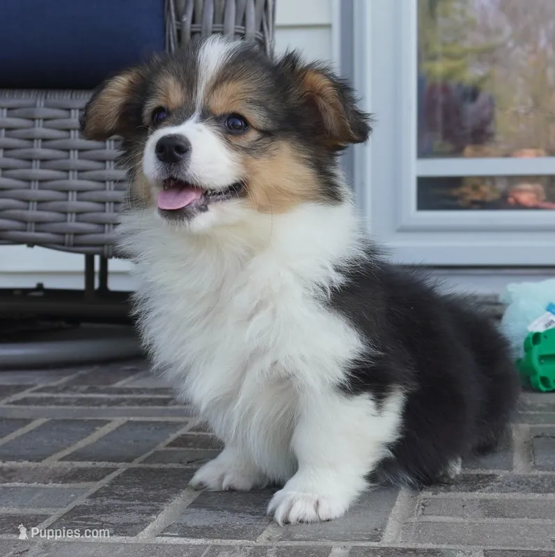 Cymber-Fluffy AKC – Pembroke Welsh Corgi puppy for sale in Moravia, IA