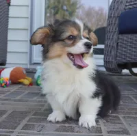 Cymber-Fluffy AKC, a female Pembroke Welsh Corgi for sale in Moravia, IA – 7 of 8