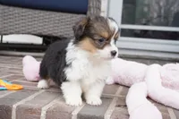 Cymber-Fluffy AKC, a female Pembroke Welsh Corgi for sale in Moravia, IA – Photo 3 of 8