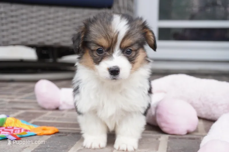 Cymber-Fluffy AKC – Pembroke Welsh Corgi puppy for sale in Moravia, IA