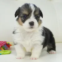 Cymber-Fluffy AKC, a female Pembroke Welsh Corgi for sale in Moravia, IA – Photo 8 of 8