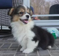 Cymber-Fluffy AKC, a female Pembroke Welsh Corgi for sale in Moravia, IA – 4 of 8