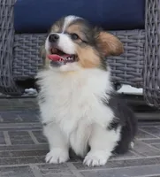 Cymber-Fluffy AKC, a female Pembroke Welsh Corgi for sale in Moravia, IA – 8 of 8