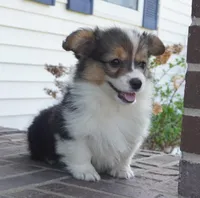 Cymber-Fluffy AKC, a female Pembroke Welsh Corgi for sale in Moravia, IA – 5 of 8