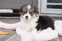 Cymber-Fluffy AKC, a female Pembroke Welsh Corgi for sale in Moravia, IA – Photo 4 of 8