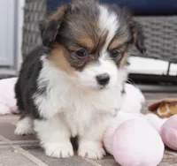 Cymber-Fluffy AKC, a female Pembroke Welsh Corgi for sale in Moravia, IA – Photo 2 of 8