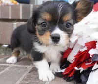 Poppy, a female Pembroke Welsh Corgi and Cavalier King Charles Spaniel for sale in Moravia, IA – 1 of 8