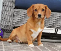 Sawyer-Cavacorgi, a female Pembroke Welsh Corgi and Cavalier King Charles Spaniel for sale in Moravia, IA – 3 of 10