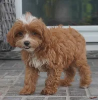 Teagan, a female Cavapoo for sale in Moravia, IA – 2 of 10