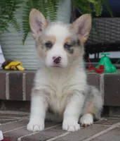 Dawson, a male Pembroke Welsh Corgi for sale in Moravia, IA – 5 of 5