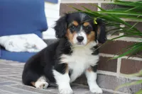 Posey, a female Pembroke Welsh Corgi and Cavalier King Charles Spaniel for sale in Moravia, IA – 3 of 8