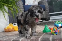 Malia, a female Poodle - Toy  for sale in Moravia, IA – 6 of 6