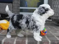 Bridger, a male Miniature Aussiedoodle for sale in Moravia, IA – 2 of 4