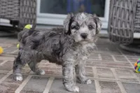 Rowan, a female Poodle - Toy  for sale in Moravia, IA – 4 of 4