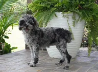 Malia, a female Poodle - Toy  for sale in Moravia, IA – 6 of 10