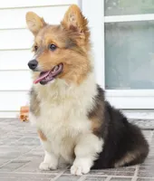 CLANCY-CLEAR, a female Pembroke Welsh Corgi for sale in Moravia, IA – 7 of 7