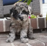 Malia, a female Poodle - Toy  for sale in Moravia, IA – 1 of 6