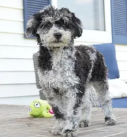 Rylee, a female Poodle - Toy  for sale in Moravia, IA – 3 of 10