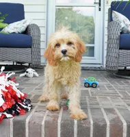 Tiago, a male Cavapoo for sale in Moravia, IA – 4 of 10