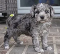 Rowan, a female Poodle - Toy  for sale in Moravia, IA – 2 of 4