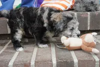 Pine-Mini F1b, a female Sheepadoodle for sale in Moravia, IA – 6 of 10