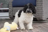 Blitzen, a male Poodle - Toy  for sale in Moravia, IA – Photo 3 of 10