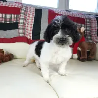 Blitzen, a male Poodle - Toy  for sale in Moravia, IA – Photo 4 of 7