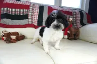 Blitzen, a male Poodle - Toy  for sale in Moravia, IA – Photo 4 of 7