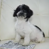 Blitzen, a male Poodle - Toy  for sale in Moravia, IA – Photo 3 of 7