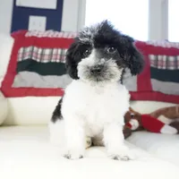 Blitzen, a male Poodle - Toy  for sale in Moravia, IA – Photo 6 of 7