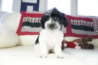 Blitzen, a male Poodle - Toy  for sale in Moravia, IA – Photo 6 of 7