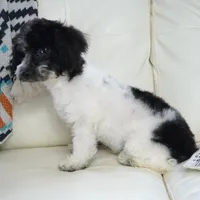 Blitzen, a male Poodle - Toy  for sale in Moravia, IA – Photo 2 of 7