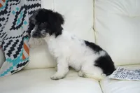 Blitzen, a male Poodle - Toy  for sale in Moravia, IA – Photo 2 of 7