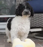 Blitzen, a male Poodle - Toy  for sale in Moravia, IA – Photo 2 of 10