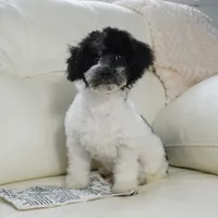 Blitzen, a male Poodle - Toy  for sale in Moravia, IA – Photo 1 of 7