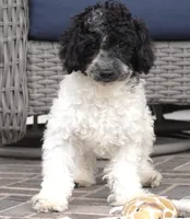Blitzen, a male Poodle - Toy  for sale in Moravia, IA – Photo 1 of 10