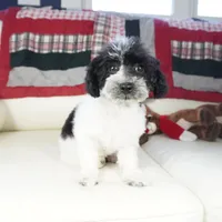 Blitzen, a male Poodle - Toy  for sale in Moravia, IA – Photo 7 of 7