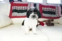 Blitzen, a male Poodle - Toy  for sale in Moravia, IA – Photo 7 of 7