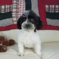 Blitzen, a male Poodle - Toy  for sale in Moravia, IA – Photo 5 of 7